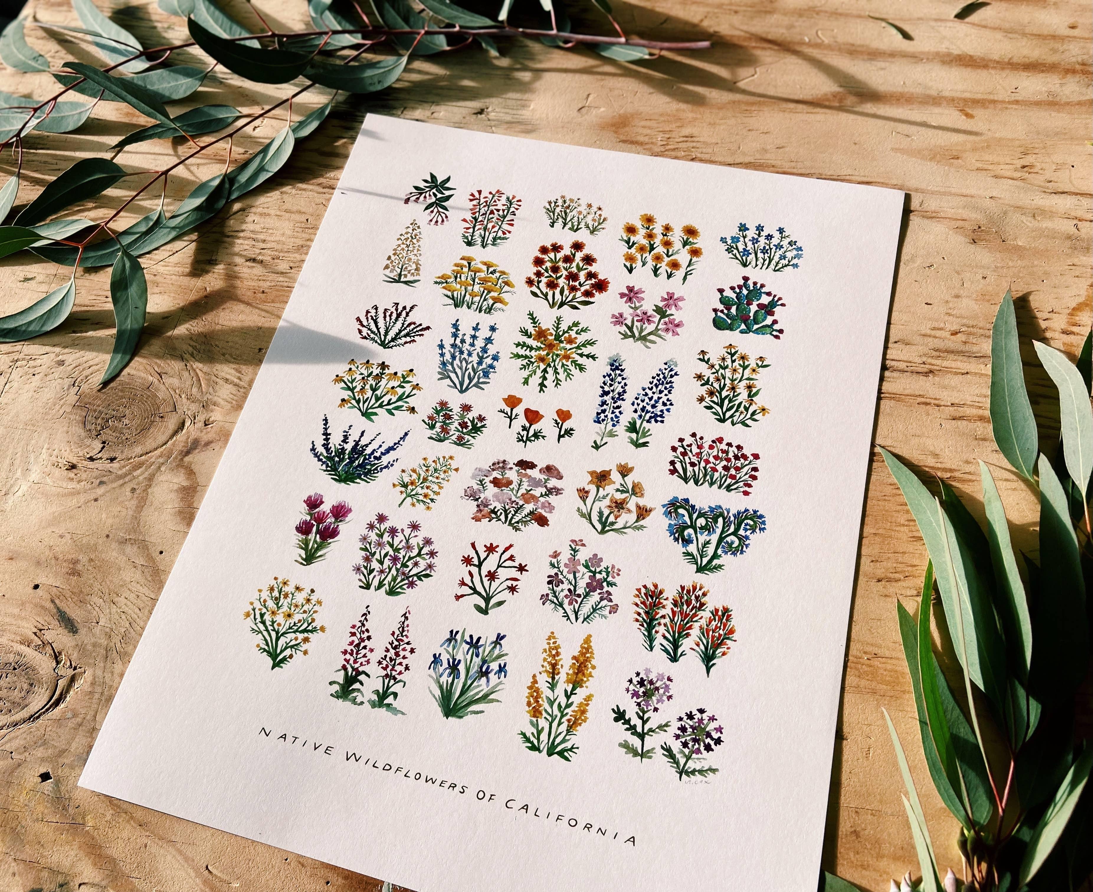 California Native Wildflowers Botanical | 11x14 Art Print Wall Decor - Sunday Golden