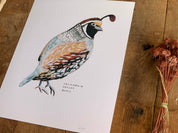 California Valley Quail Bird | 8x10 Art Print - Sunday Golden