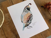 California Valley Quail Bird | 8x10 Art Print - Sunday Golden