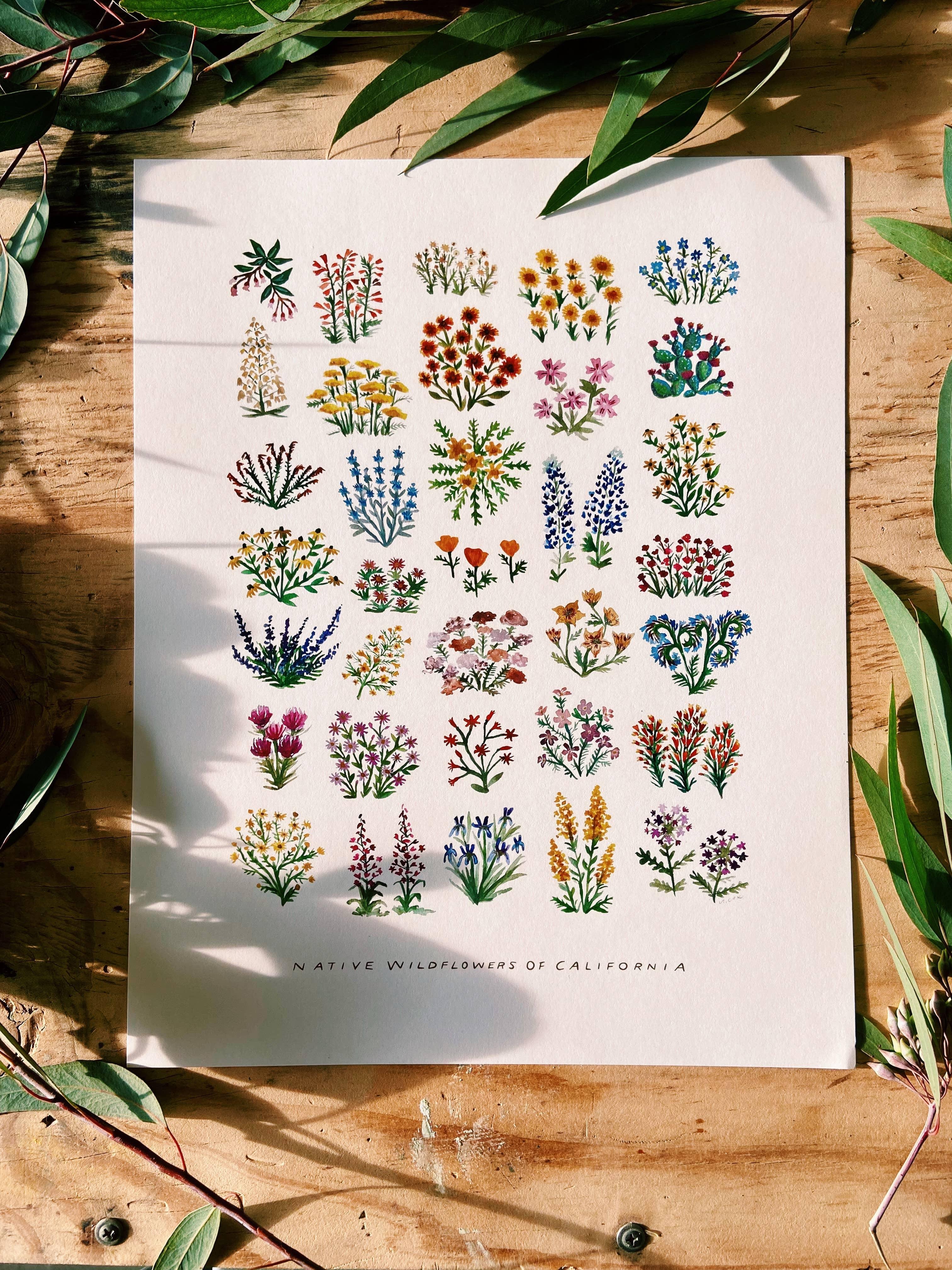 California Native Wildflowers Botanical | 11x14 Art Print Wall Decor - Sunday Golden