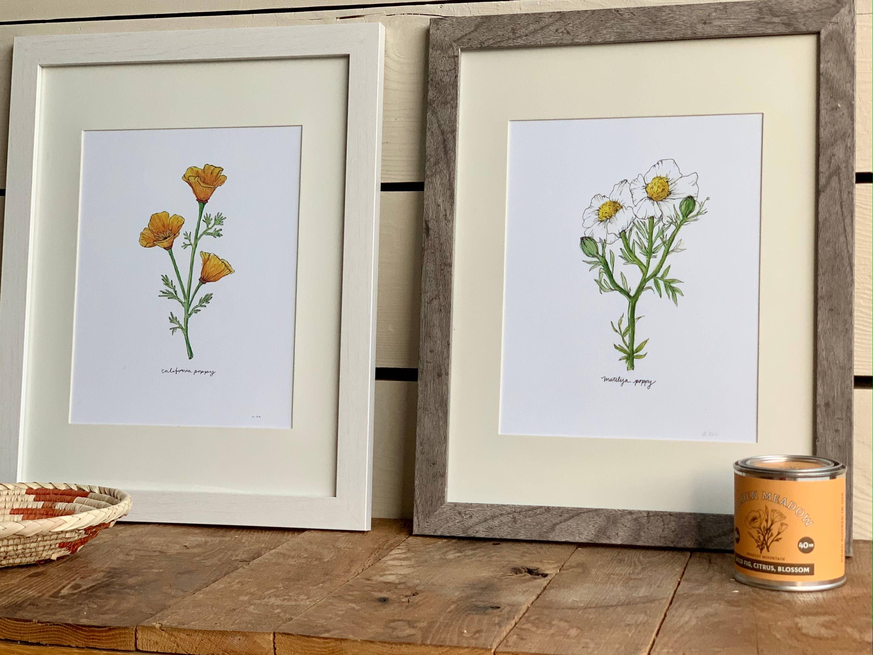 California Golden Poppy Wildflower | 8x10 Art Print - Sunday Golden