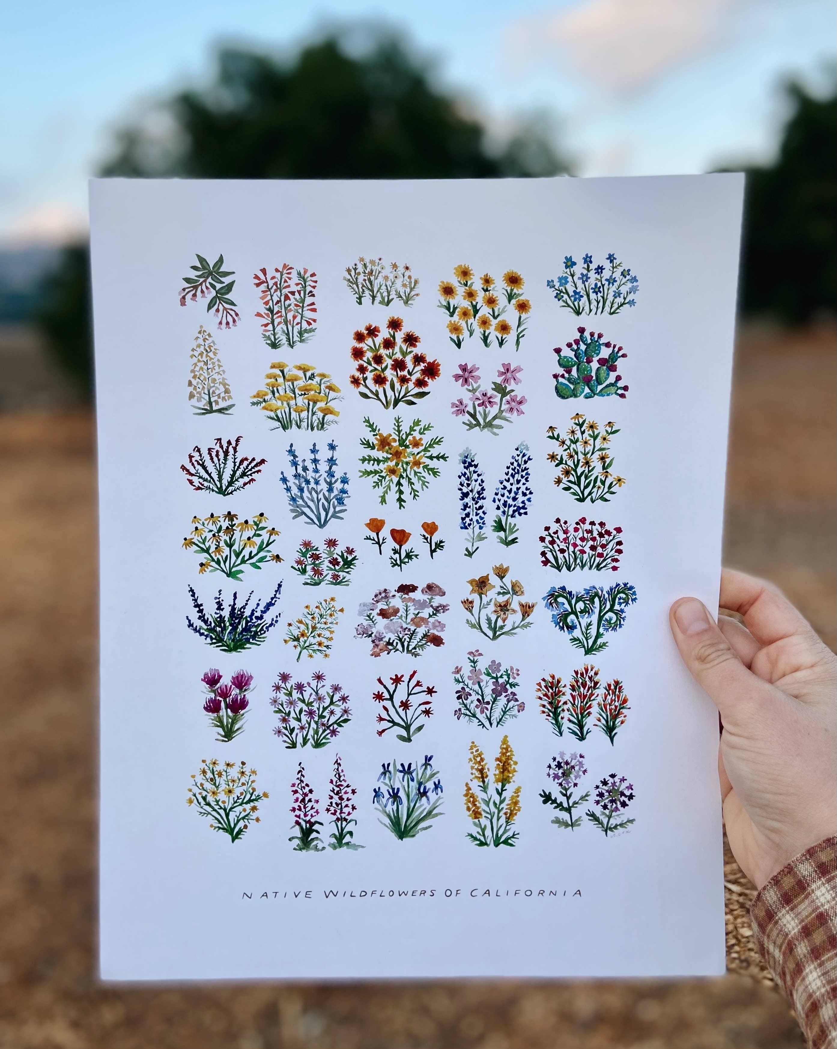 California Native Wildflowers Botanical | 11x14 Art Print Wall Decor - Sunday Golden