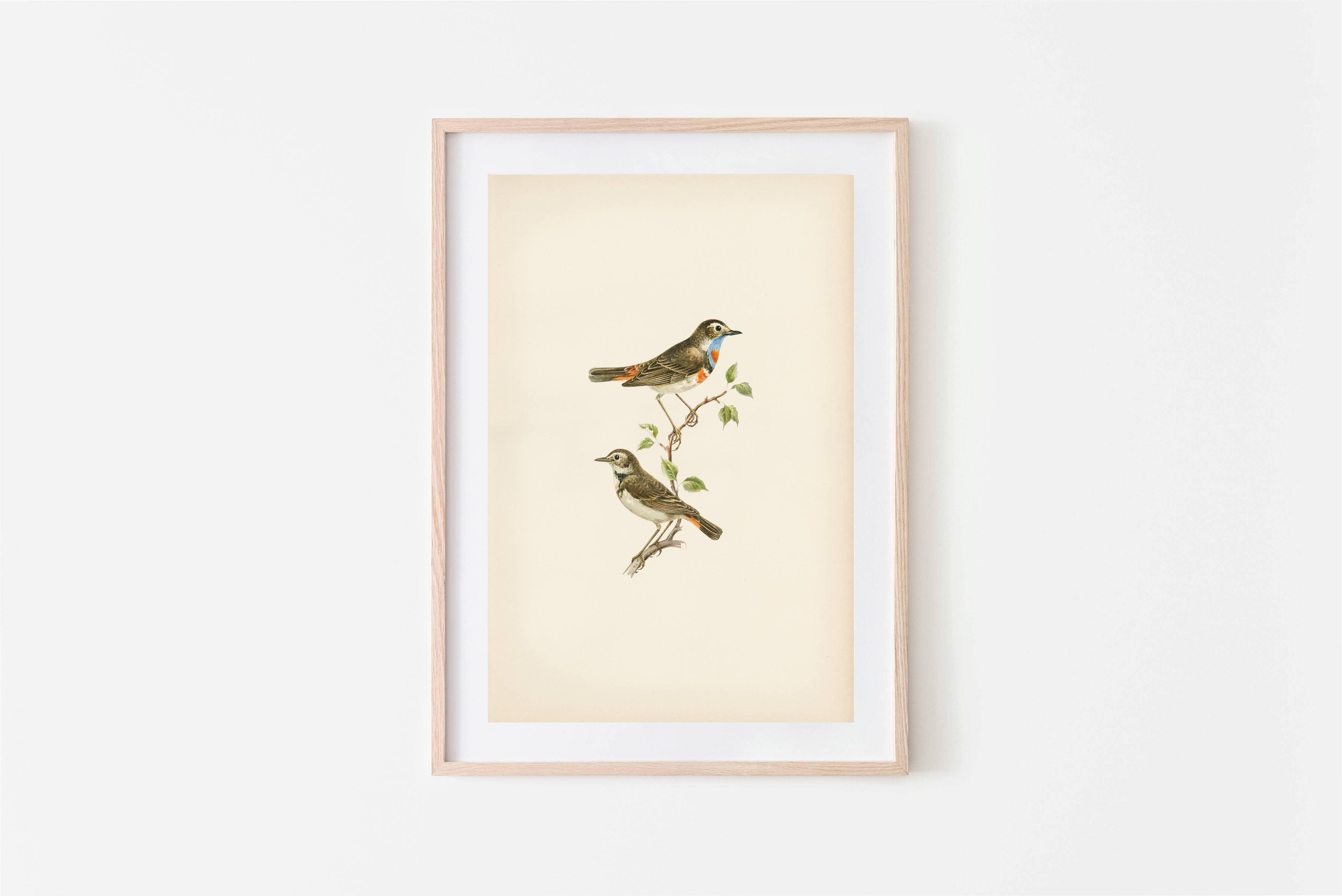 Birds Vintage | 11 x 14 Art Print - Sunday Golden