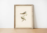 Birds Vintage | 11 x 14 Art Print - Sunday Golden