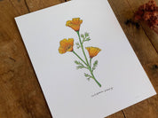 California Golden Poppy Wildflower | 8x10 Art Print - Sunday Golden