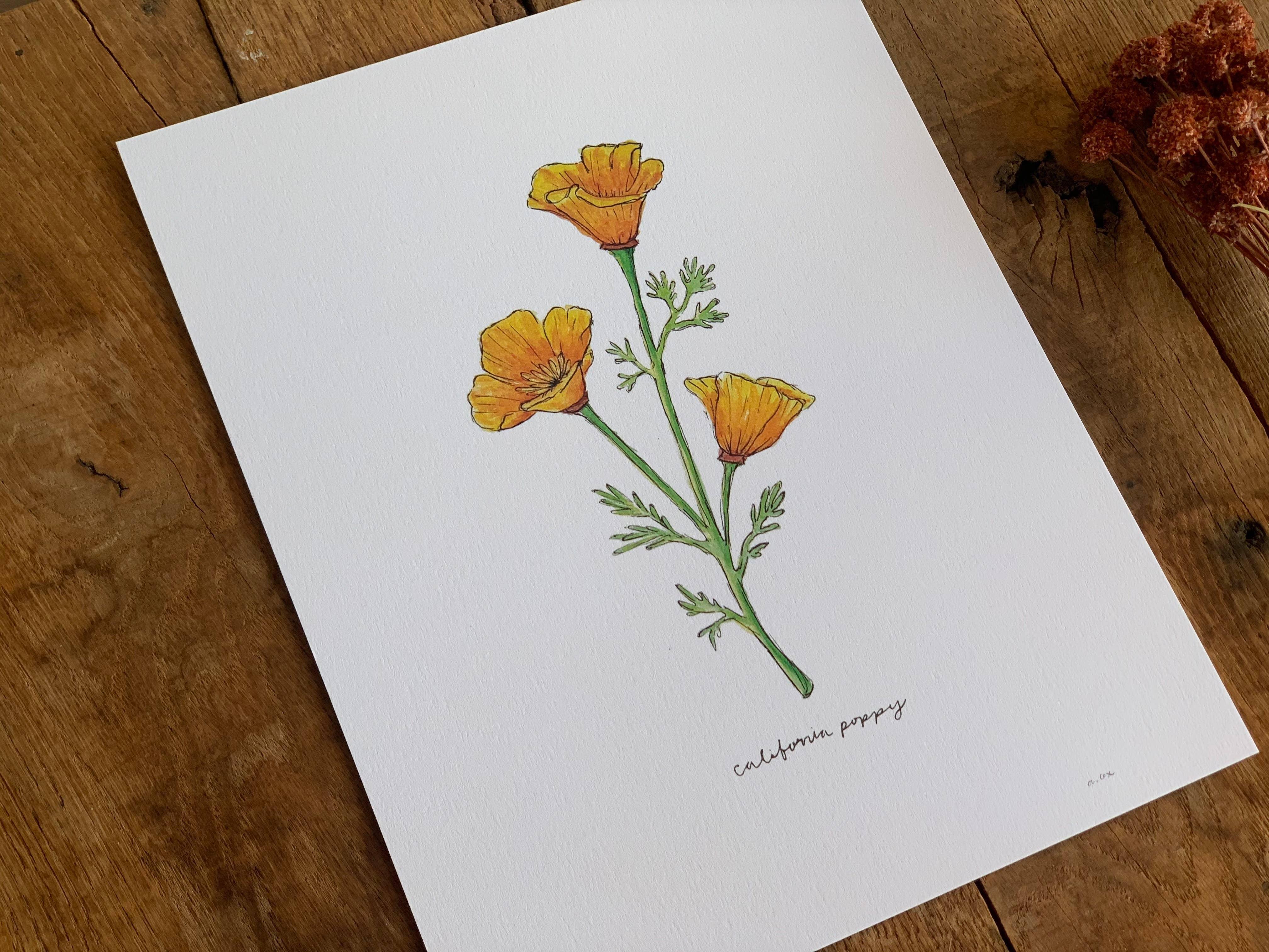 California Golden Poppy Wildflower | 8x10 Art Print - Sunday Golden