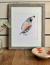 California Valley Quail Bird | 8x10 Art Print - Sunday Golden