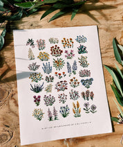 California Native Wildflowers Botanical | 11x14 Art Print Wall Decor - Sunday Golden