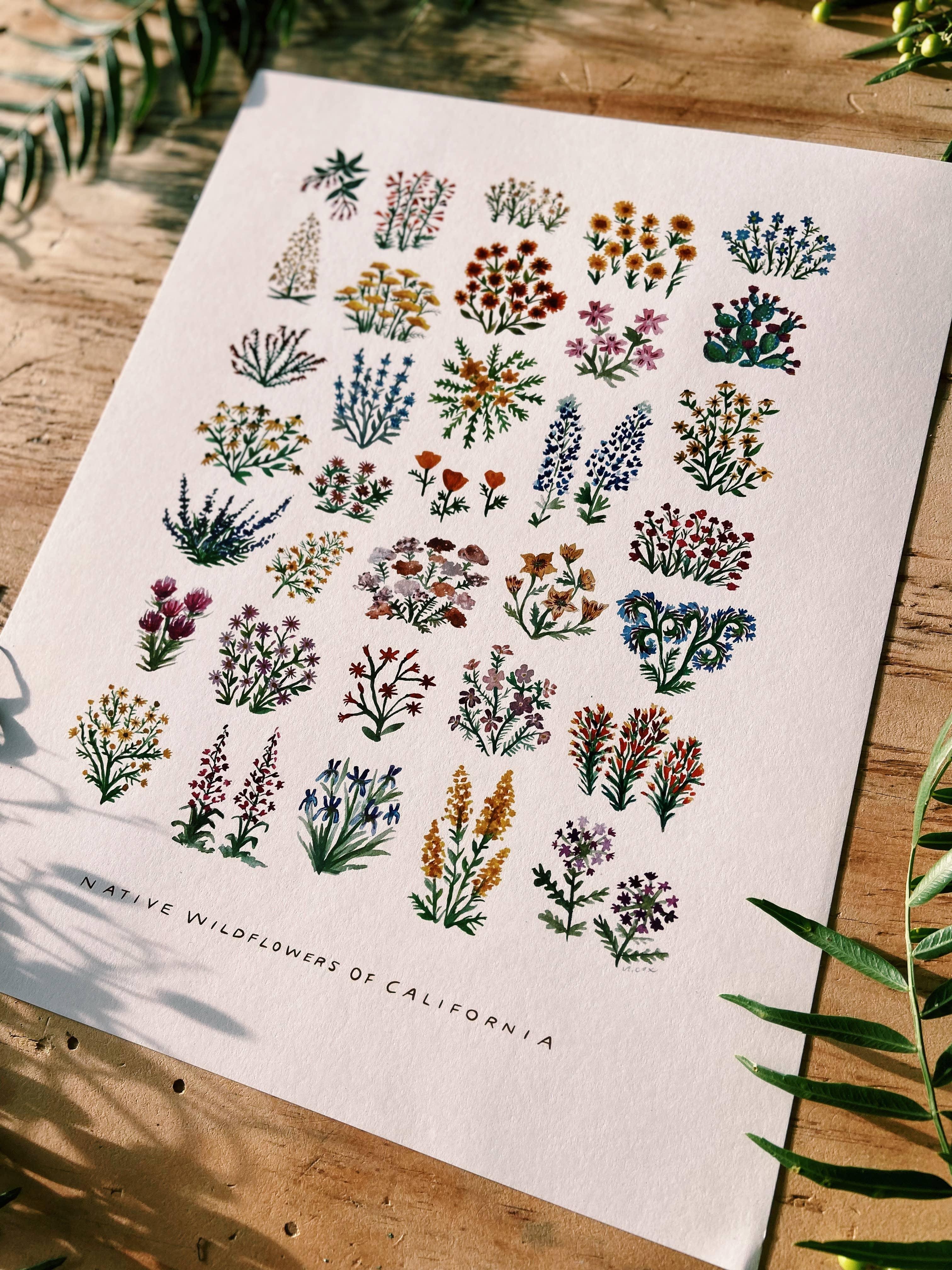 California Native Wildflowers Botanical | 11x14 Art Print Wall Decor - Sunday Golden