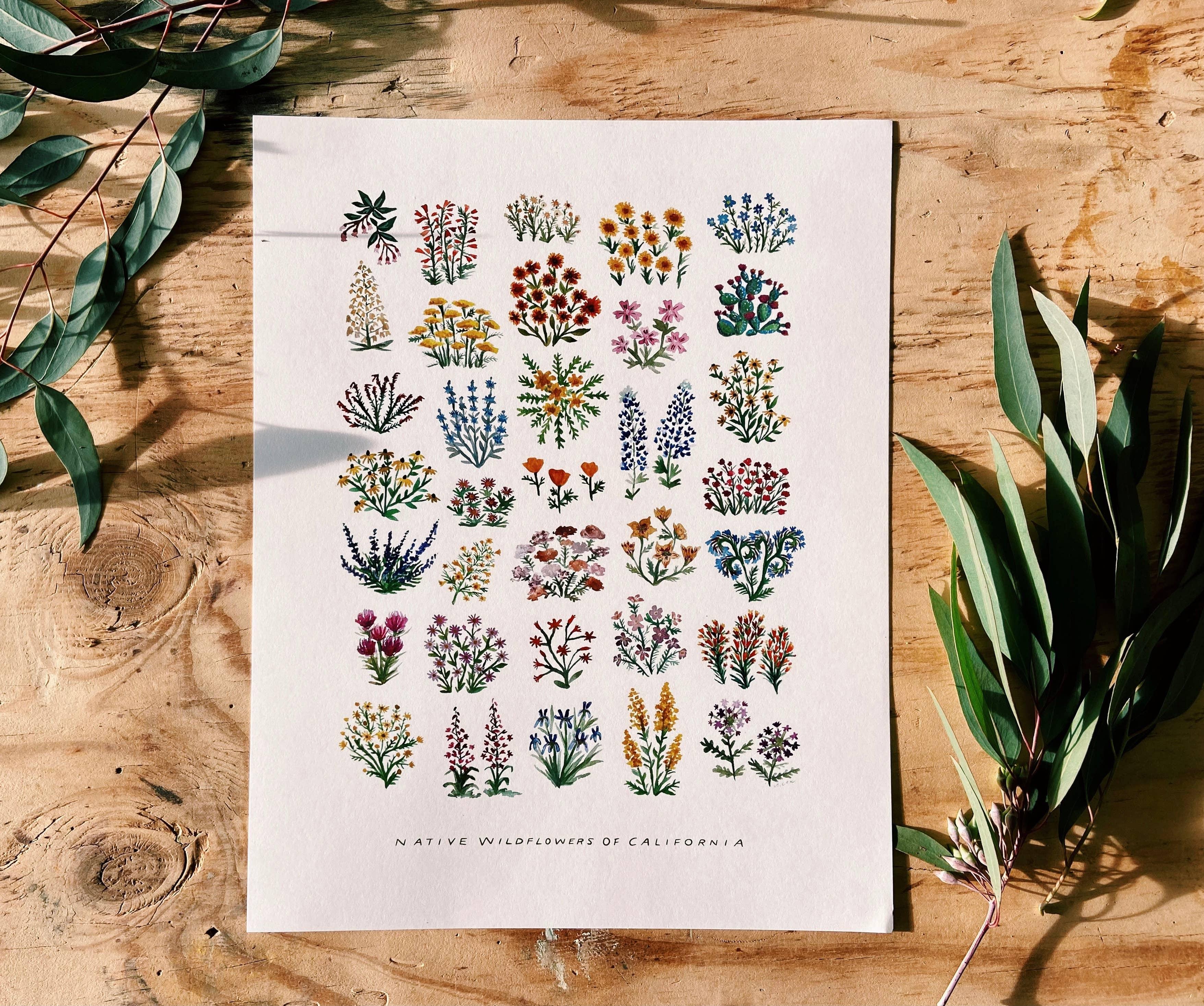 California Native Wildflowers Botanical | 11x14 Art Print Wall Decor - Sunday Golden