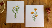 California Golden Poppy Wildflower | 8x10 Art Print - Sunday Golden