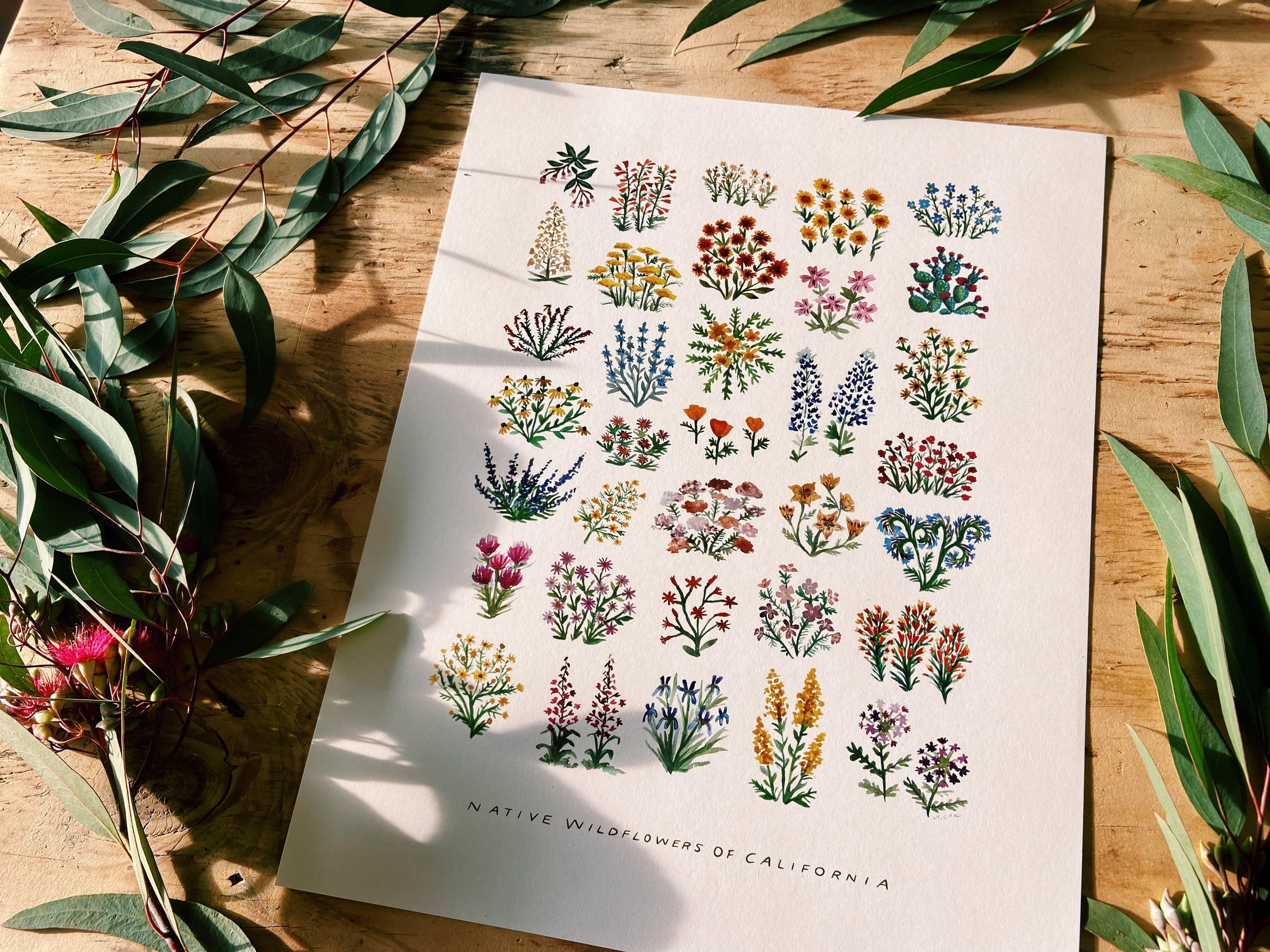 California Native Wildflowers Botanical | 11x14 Art Print Wall Decor - Sunday Golden