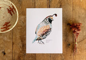 California Valley Quail Bird | 8x10 Art Print - Sunday Golden